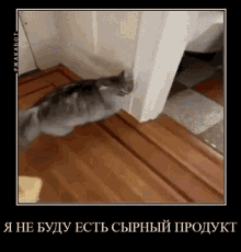 Cat Meme GIF - Cat Meme Banana GIFs