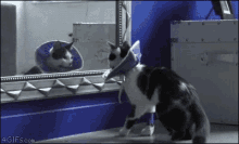 Cats Funny GIF - Cats Funny Shocked GIFs