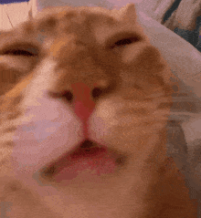 Me When The Sun Shines In My Face Cat GIF - Me When The Sun Shines In My Face Cat Bruh Moment GIFs