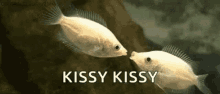 Kissy Fish GIF - Kissy Kiss Fish GIFs