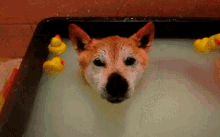 Bath Dog GIF - Bath Dog Ducky GIFs
