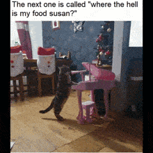a cat standing on its hind legs playing a pink piano