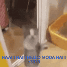 Modaverse Cat GIF - Modaverse Cat Cat Joy GIFs