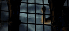 a werewolf is looking out of a window with a reflection of trees in the window