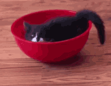 Cat Bowl Cat GIF - Cat Bowl Cat Kitty GIFs