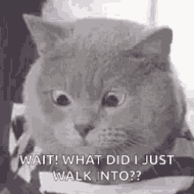 Cats Questions GIF - Cats Questions GIFs