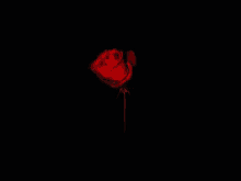 Withering Flowers GIF - Withering Flowers Rose GIFs