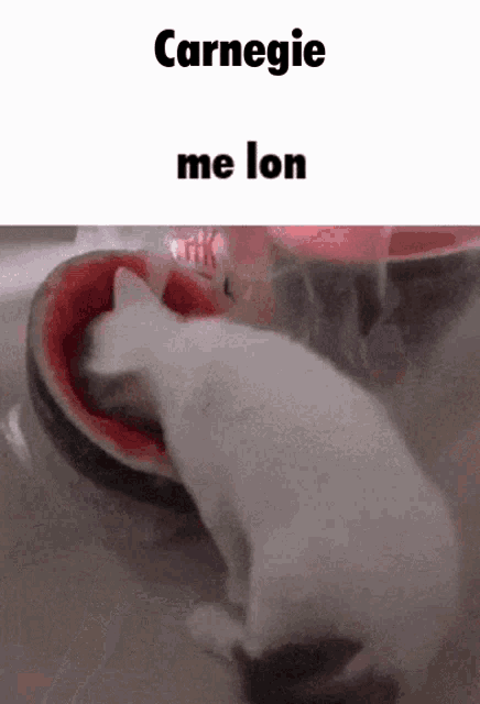 Me lon. Кот ест Арбуз. Котенок из арбуза. Котенок ест Арбуз Мем