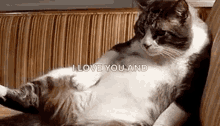 Miss You Already Cat GIF