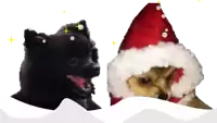 a black dog and a dog wearing santa hats