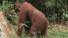 Sun Bear Orangutan GIF - Sun Bear Orangutan GIFs
