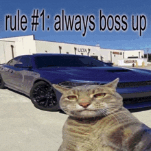 Rules Cat GIF