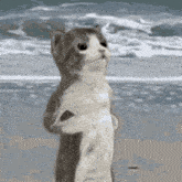 Boxing Cat On The Beach GIF - Boxing Cat On The Beach GIFs