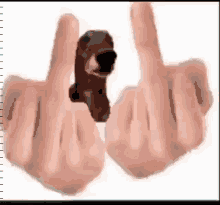 a person is giving the middle finger to a small dog .