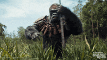 I'M Here Kingdom Of The Planet Of The Apes GIF - I'M Here Kingdom Of The Planet Of The Apes I Have Arrived GIFs
