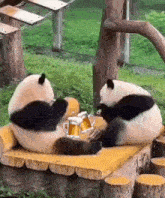 two panda bears are sitting next to each other on a wooden bench drinking beer .