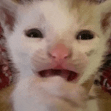 a close up of a white kitten with its mouth open and a pink nose .