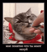 a cat is being fed from a person 's hand in a foreign language .