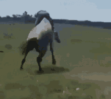 Horse Riding GIF - Horse Riding Flip GIFs