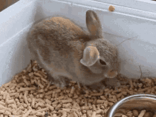 Tired Rabbit GIF - Tired Rabbit Bunny GIFs