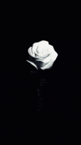 a bunch of white flowers are floating in the air