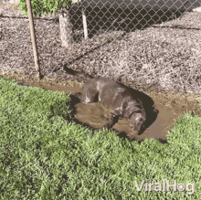Playing In The Mud Viralhog GIF - Playing In The Mud Viralhog Playing Around GIFs