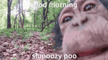 Pea Monkey GIF - Pea Monkey Good Morning GIFs