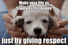Happy Pup GIF - Gif Respect Happy Pup GIFs