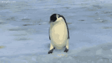 Penguin Fail GIF - Animals Penguin Fail GIFs