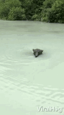 Swimming Viralhog GIF - Swimming Viralhog Bear GIFs