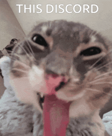 a close up of a cat with its tongue hanging out and the words " this discord " above it