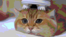 Cat Massage Chill GIF - Cat Massage Chill GIFs