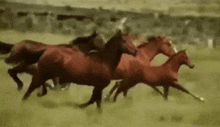 Cavalos GIF - Cavalos GIFs