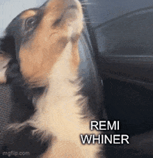 Whiner Remi Whiner GIF - Whiner Remi Whiner Remi Dog GIFs