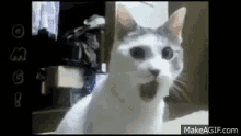 Omg Cat GIF - Omg Cat Cute Animals GIFs