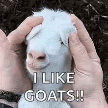 Goat Baby GIF