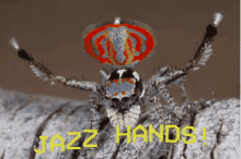 Jazz Hands GIF - Jazz Hands Spider GIFs