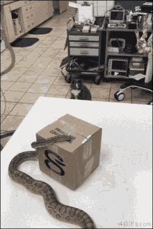 Cat Snakes GIF - Cat Snakes Scary GIFs