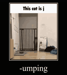 Jump Cat GIF - Jump Cat This Cat Is J GIFs