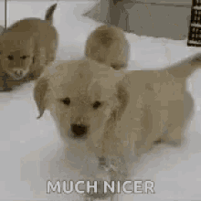 Dog Snow GIF - Dog Snow Winter GIFs