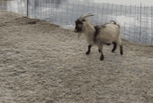 Funny Animals Goat GIF