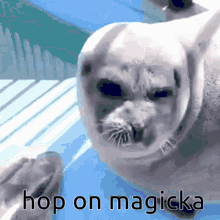 Seal Magicka GIF - Seal Magicka Magicka2 GIFs