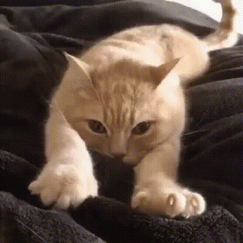 Shooting-cat GIFs - Get the best GIF on GIPHY