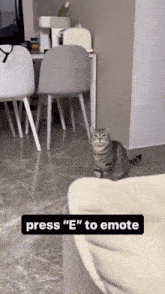 Cat Cute GIF - Cat Cute Emote GIFs