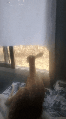 Deer Looking Out The Window GIF - Deer Looking Out The Window GIFs