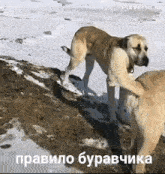 two dogs are standing next to each other in the snow and one is petting the other 's butt .