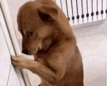 a brown dog is standing on its hind legs on a tiled floor .
