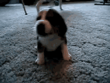 One Angry Lil Pup GIF