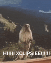 a squirrel standing on its hind legs with the words xclipsiee written on the bottom