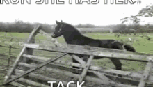 Horse Jump Fail GIF - Horse Jump Fail Omw GIFs